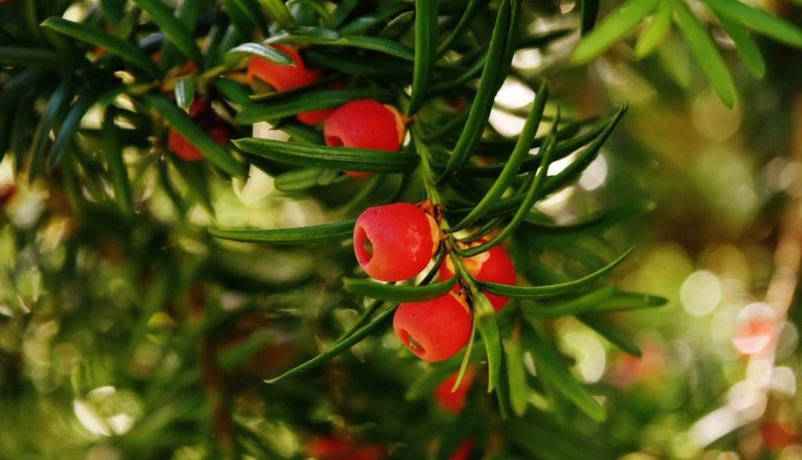 tree-nature-branch-plant-fruit-flower-784334-pxhere.com2