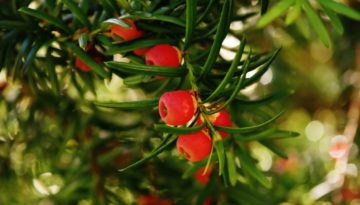 tree-nature-branch-plant-fruit-flower-784334-pxhere.com2 tree-nature-branch-plant-fruit-flower-784334-pxhere.com2